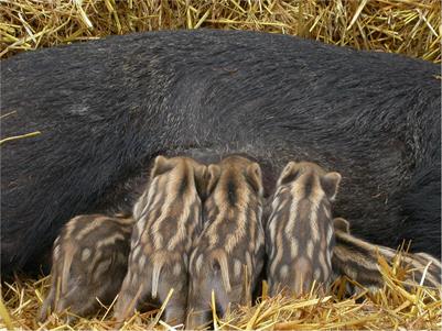 Mutations in Domestic Animals Disrupting or Creating Pigmentation Patterns